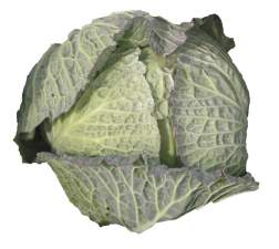 Cabbage