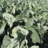 Cabbage
