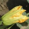 Zucchini flowers 8 units