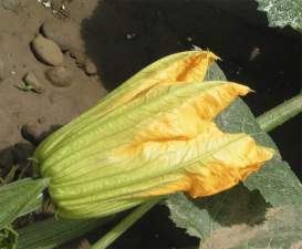 Zucchini flowers 8 units