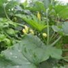 Zucchini flowers 8 units