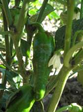 Kg Padrón peppers