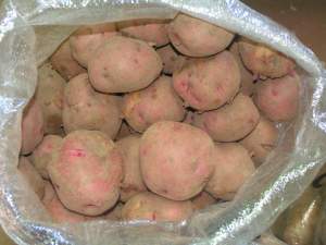 20 kg of red potatoes, red pontiac