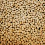 Pedrosillano chickpea