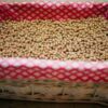 Pedrosillano chickpea