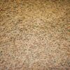 Pardina lentil