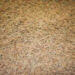 Pardina lentil