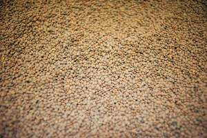 Pardina lentil