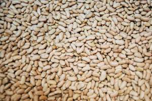 Cinnamon bean