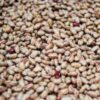 Pinto beans