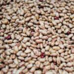 Pinto beans