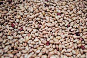 Pinto beans