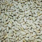 White Kidney Bean