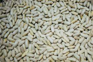 White Kidney Bean
