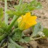 Zucchini flowers 8 units