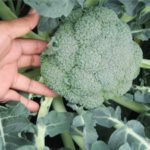 Broccoli