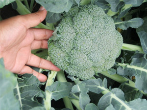 Broccoli