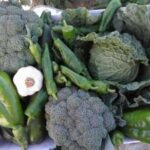10 kg of fresh vegetables