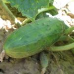 Cucumber