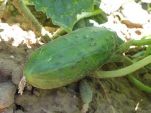 Cucumber