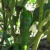Bag of approximately 300 gr Padrón peppers