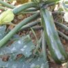 Zucchini