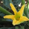 Zucchini