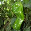 Hot peppers