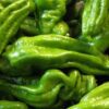 Italian pepper