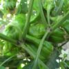 Italian pepper