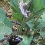 Eggplant
