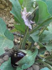 Eggplant
