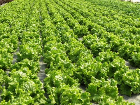 La Huerta de Ana Mary