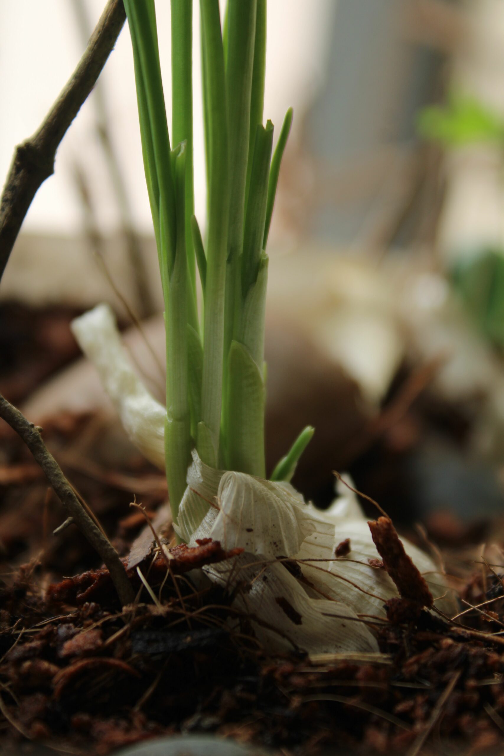Ajo germinado con brotes verdes creciendo desde el bulbo