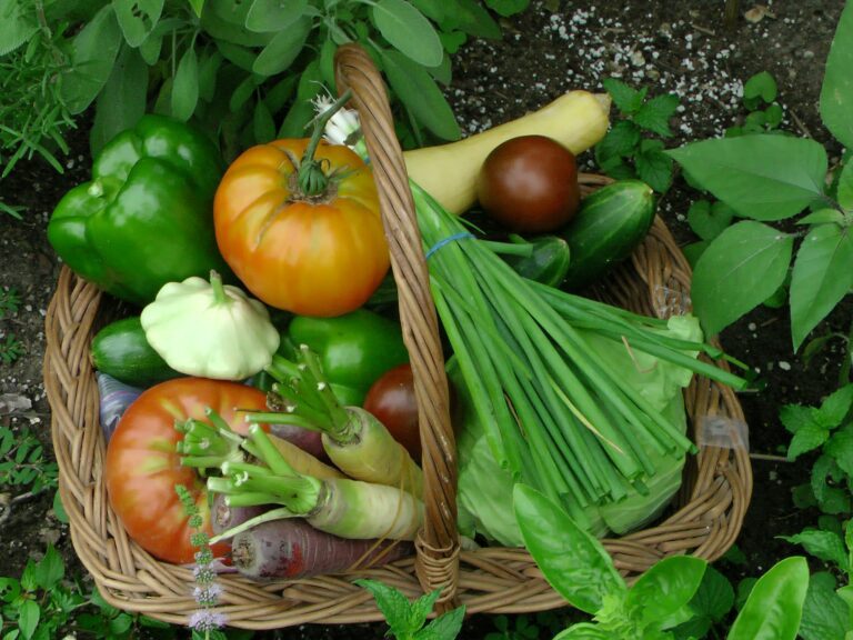 Seasonal vegetables: how to choose better throughout the year