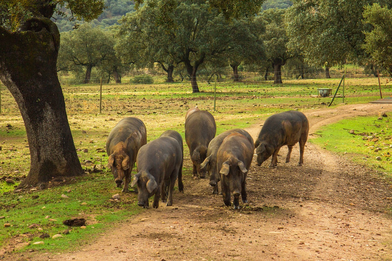 Cerdos ibéricos en la dehesa de Los Pedroches