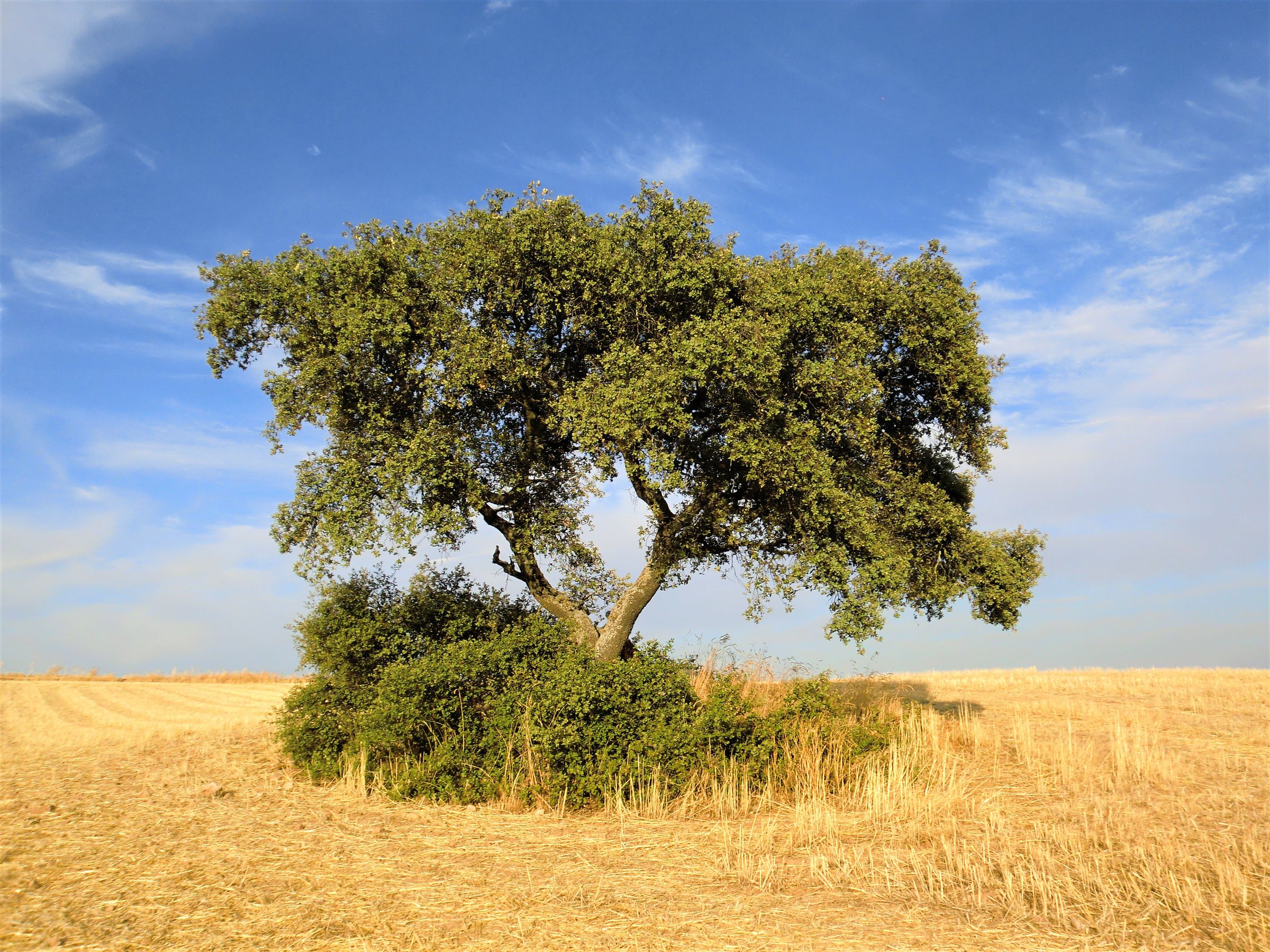 Encina en una dehesa de Extremadura, paisaje ligado a la montanera