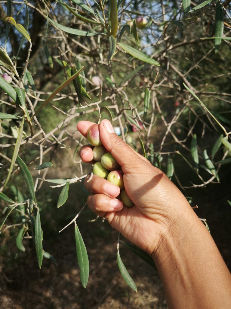 AOVE de cosecha temprana: qué significa, cómo cambia el sabor y qué mirar al comprarlo