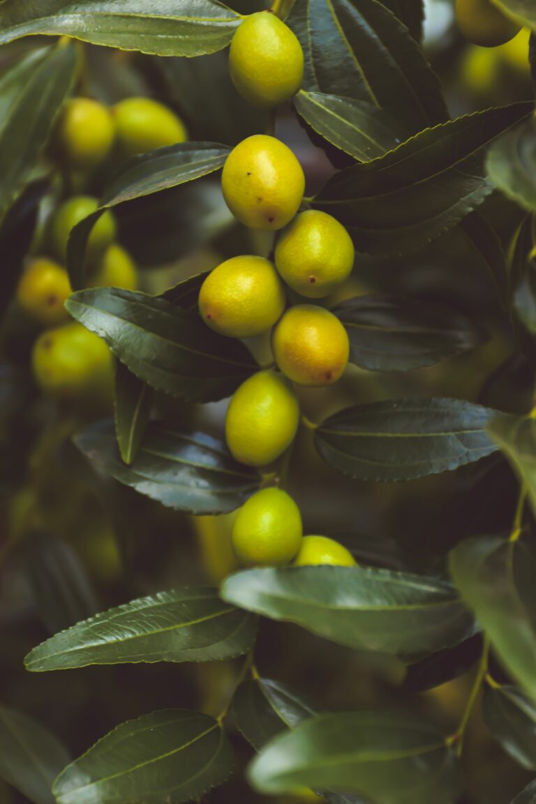 Qué significa realmente que un aceite sea virgen extra