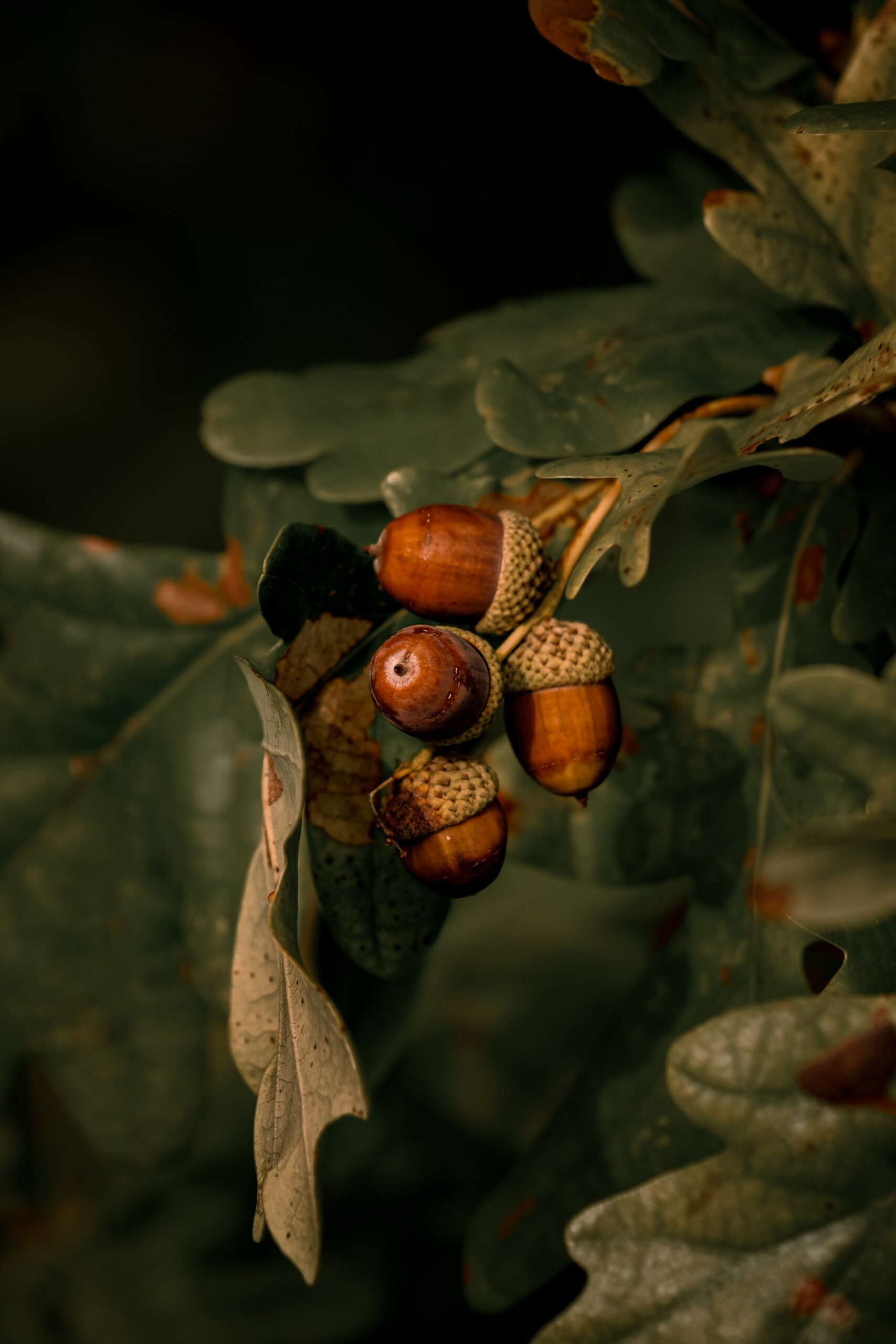 Bellotas maduras en una rama de encina, recurso clave de la montanera