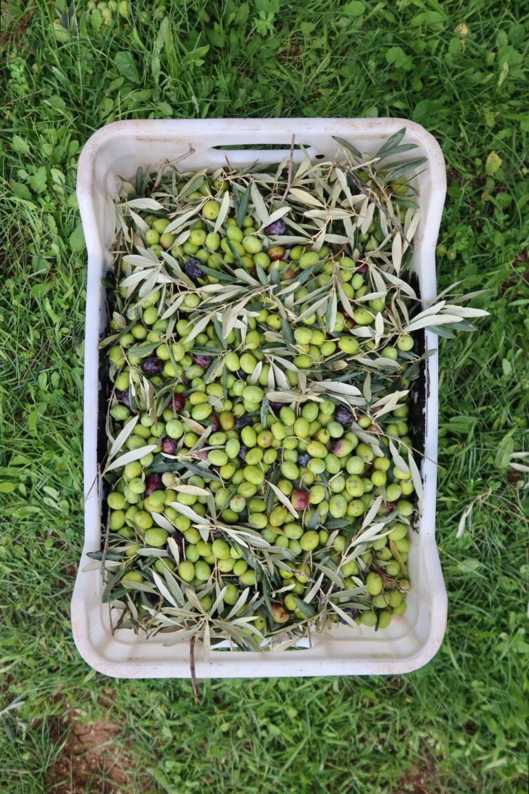 Frutado verde y frutado maduro en AOVE: qué significan y cómo aprender a reconocerlos