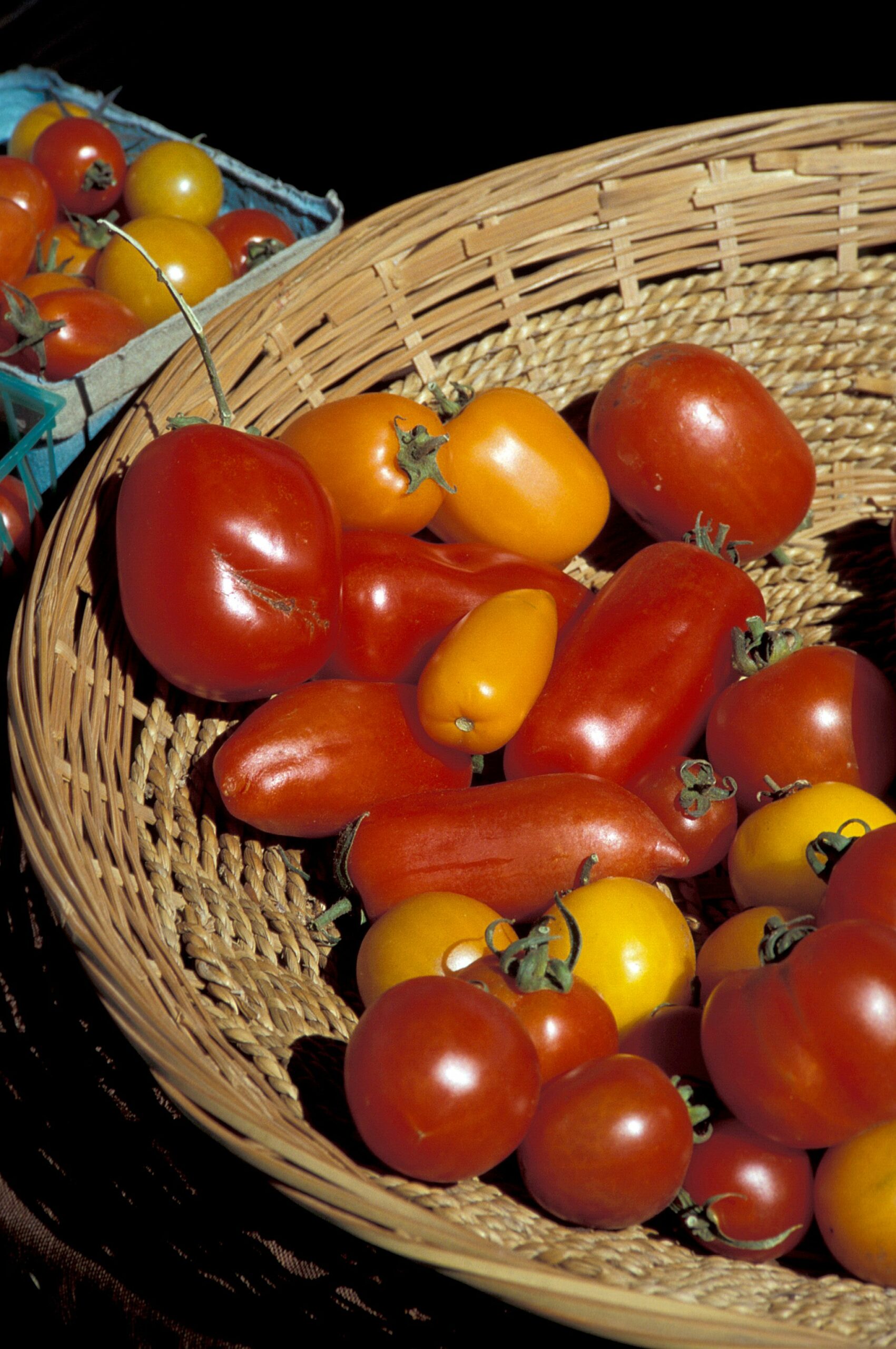 Tomates de distintos colores y tamaños en una cesta de mimbre