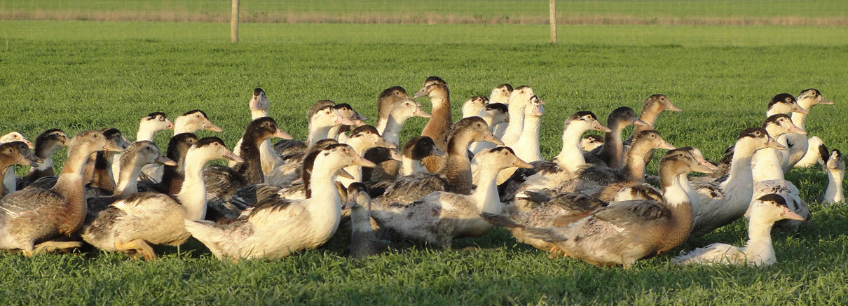 Selectos de Castilla