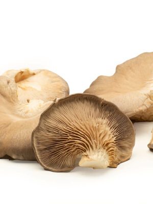 Seta de ostra ecológica
