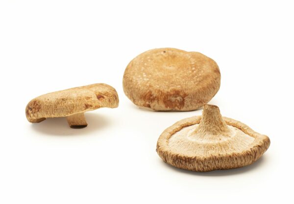 Shiitake ecológico