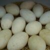Huevo de avestruz refrigerado — imagen 3