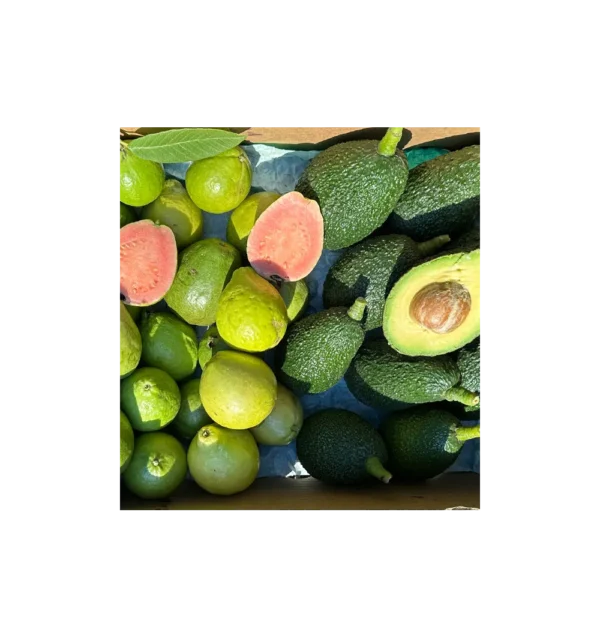Imagen del producto