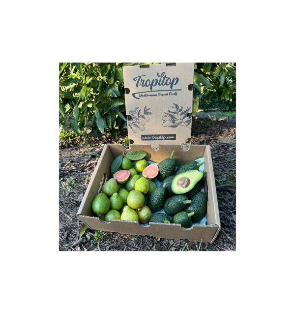 Mix aguacates hass y guayabas