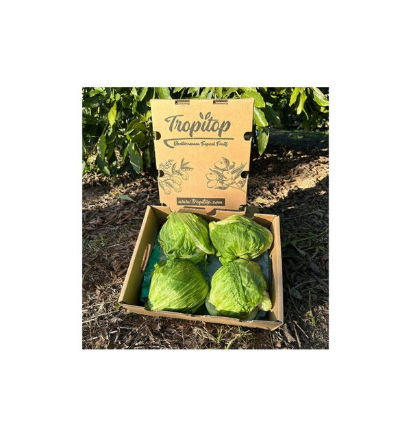 Lechuga iceberg