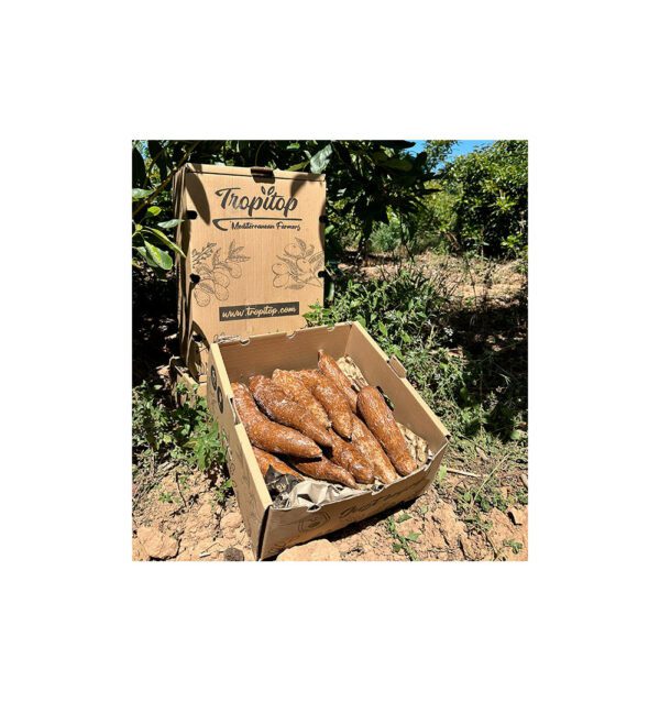 Yuca de costa rica
